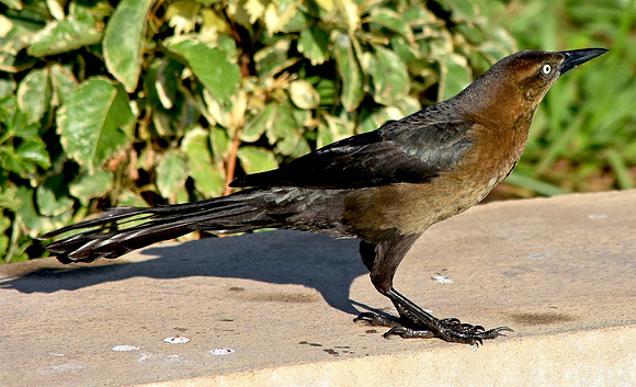 Great tailed grackle