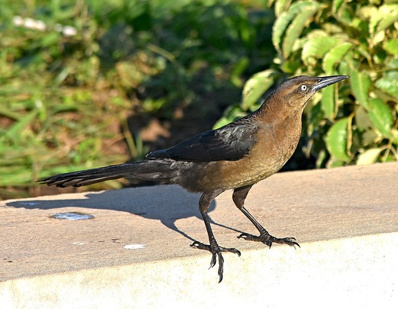 Great tailed grackle
