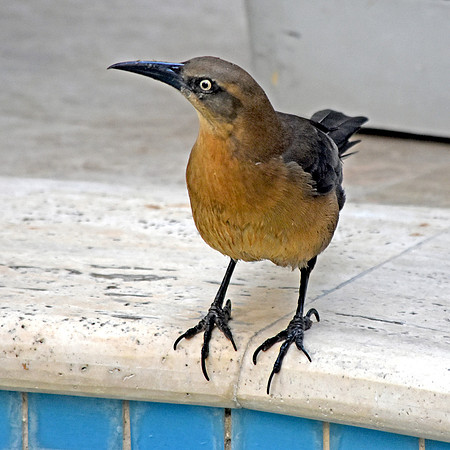 Carib grackle