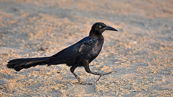 Carib grackle