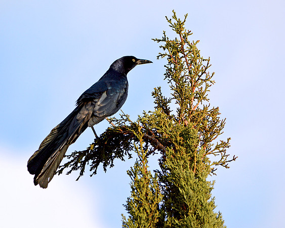 Great tailed grackle