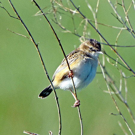 Grasshopper warbler