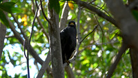 Great black hawk