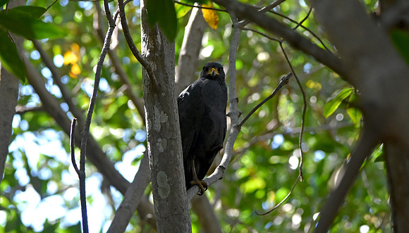 Great black hawk