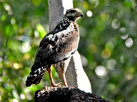 Great black hawk