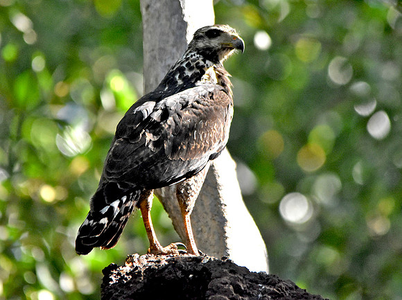 Great black hawk