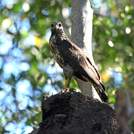 Great black hawk