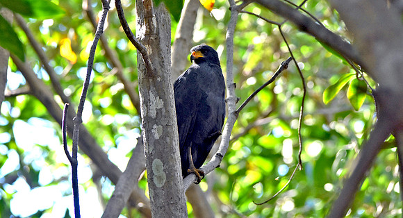 Great black hawk