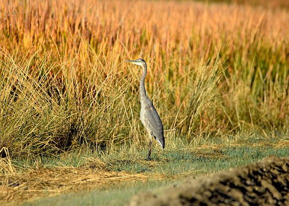 Great blue heron