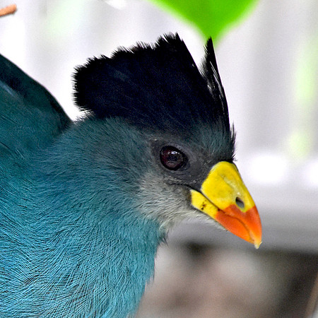 Great blue turaco
