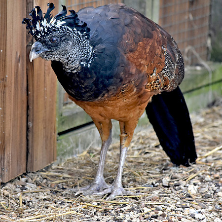 Great curassow