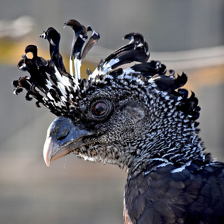 Great curassow