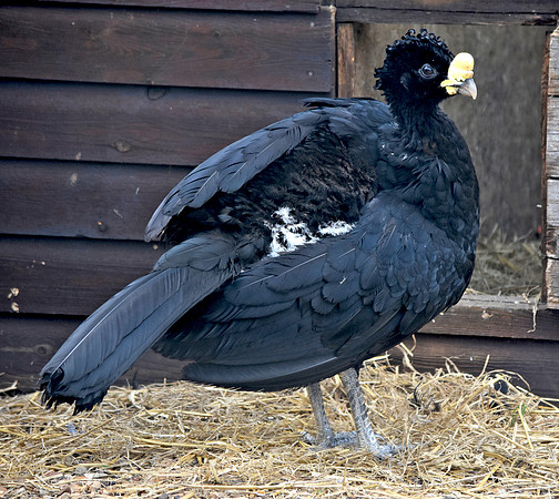 Great curassow