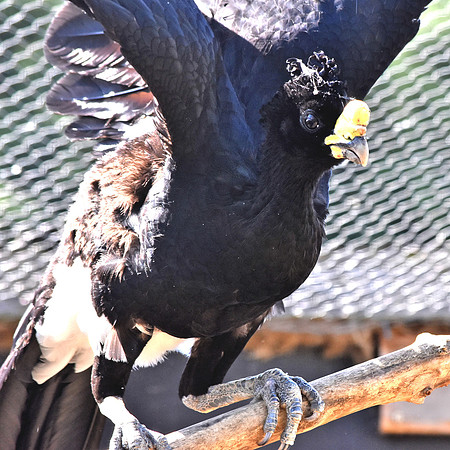Great curassow