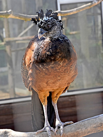 Great curassow