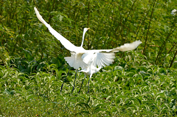 Great egret / great white egret