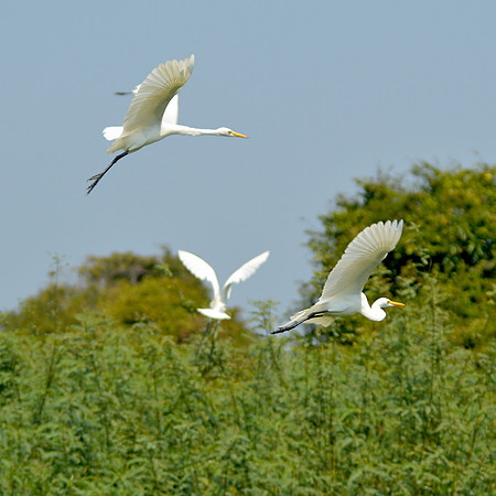 Great egret / great white egret