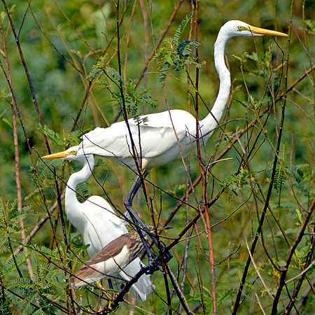 Great egret / great white egret