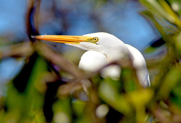 Great egret / great white egret