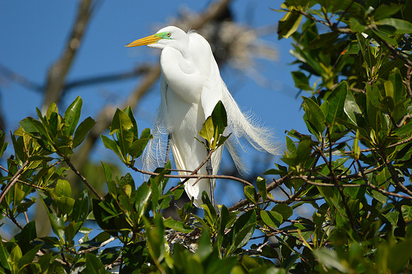 Great egret / great white egret