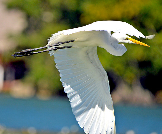 Great egret / great white egret