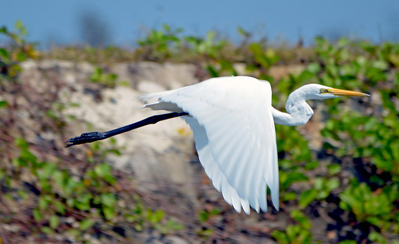 Great egret / great white egret