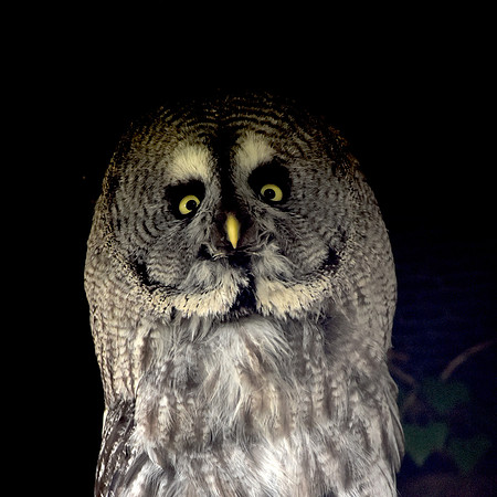 Great grey owl