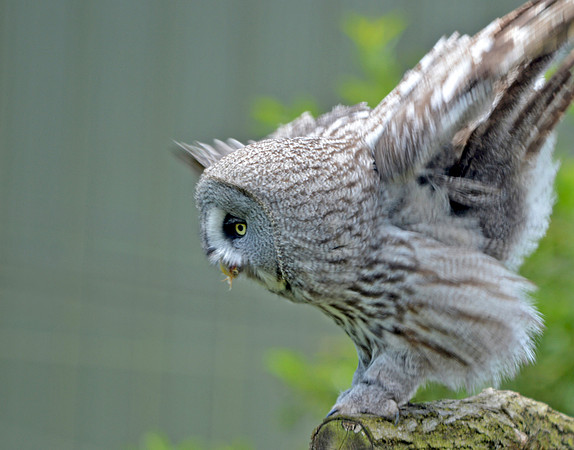 Great grey owl