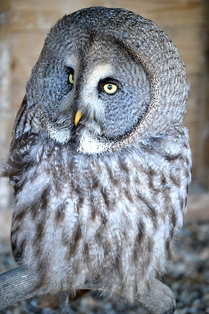 Great grey owl