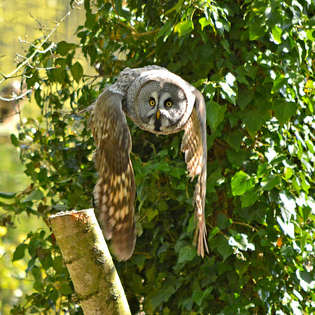 Great grey owl