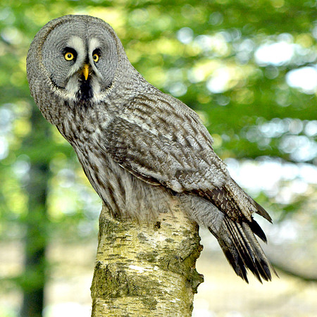 Great grey owl