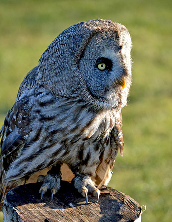 Great grey owl