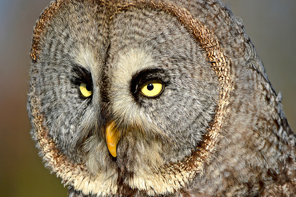 Great grey owl