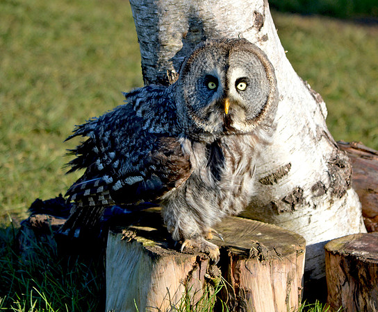 Great grey owl