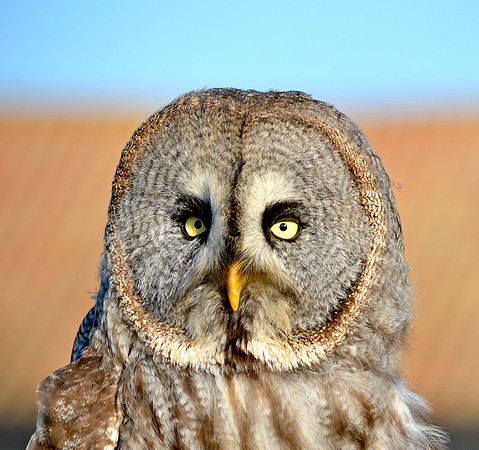 Great grey owl