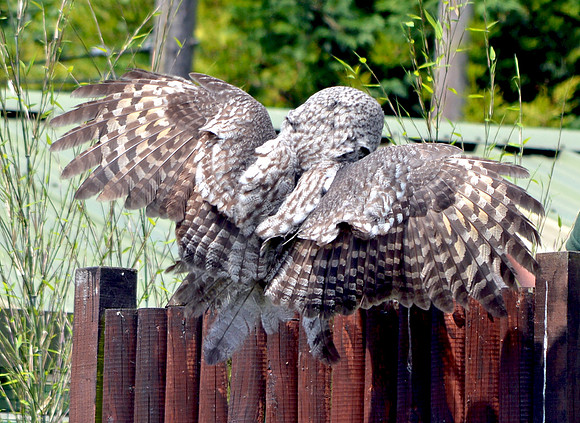 Great grey owl