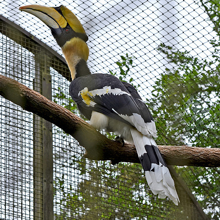 Great Indian hornbill, male