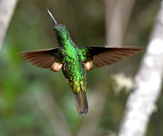 Great sapphirewing hummingbird