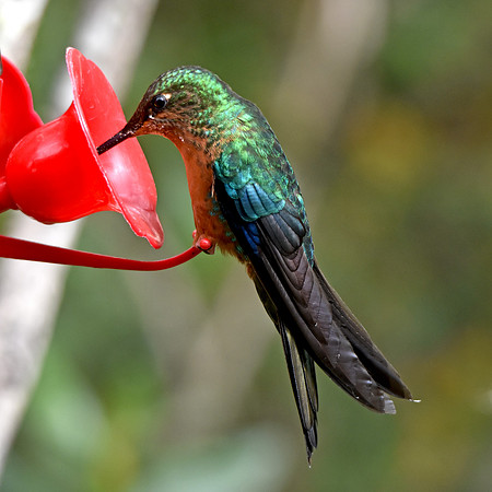 Great sapphirewing hummingbird