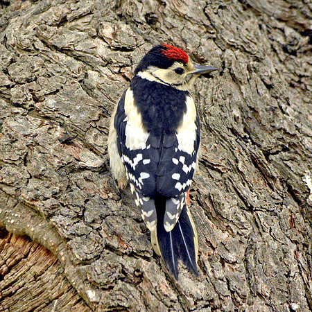 Great spotted woodpecker