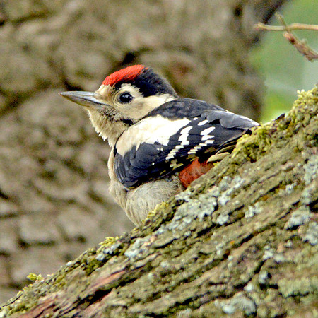 Great spotted woodpecker