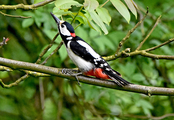 Great spotted woodpecker