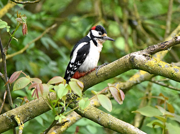 Great spotted woodpecker