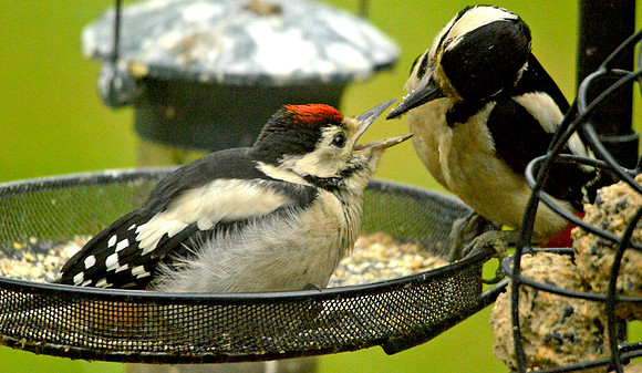 Great spotted woodpecker