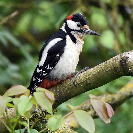 Great spotted woodpecker
