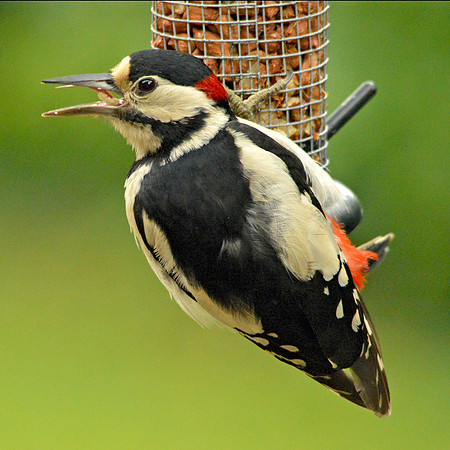 Great spotted woodpecker