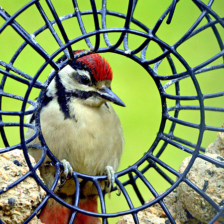 Great spotted woodpecker