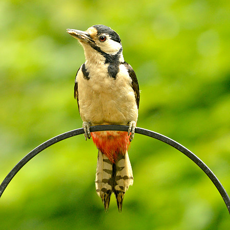 Great spotted woodpecker