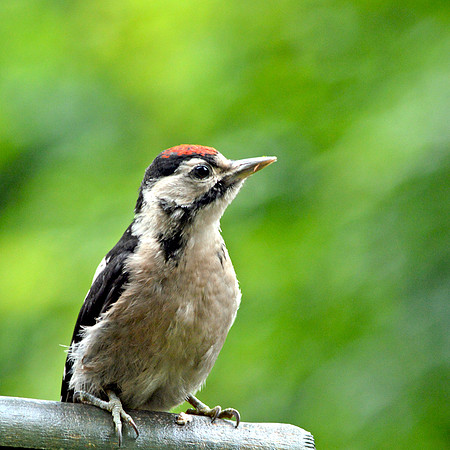 Great spotted woodpecker