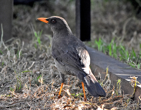 Great thrush